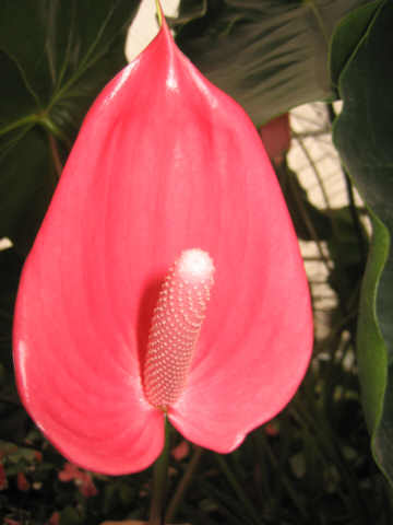 Anthurium oaxaca
